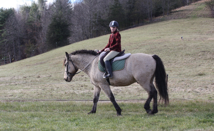 American Bashkir Curly Horse